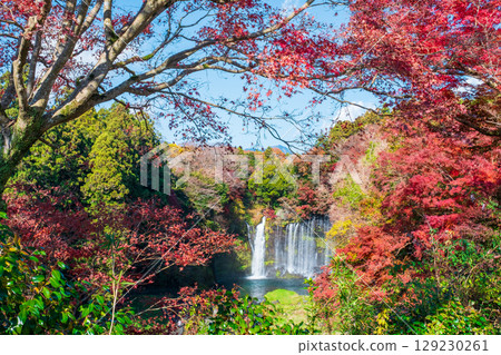 Shiraito Falls (Autumn) Fujinomiya City 129230261