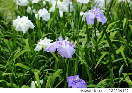 Iris at Suigetsu Park 129230312