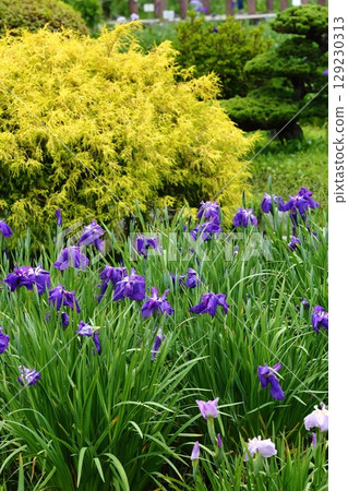 Iris at Suigetsu Park 129230313