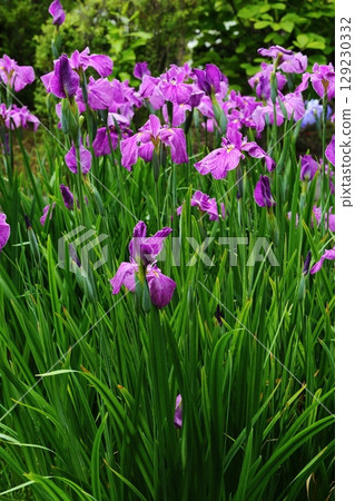 Iris at Suigetsu Park Iris at Suigetsu Park 129230332