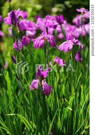 水月公園的鳶尾花 水月公園的鳶尾花 129230333