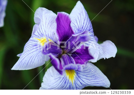 Iris at Suigetsu Park 129230339