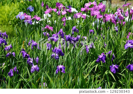 Iris at Suigetsu Park 129230343