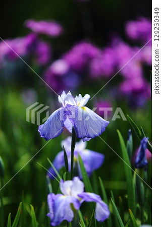 Iris at Suigetsu Park 129230349