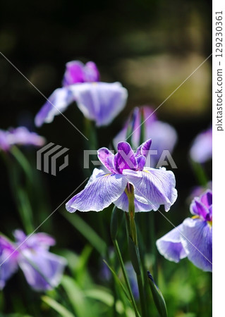 Iris at Suigetsu Park 129230361