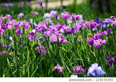Iris at Suigetsu Park Iris at Suigetsu Park 129230365