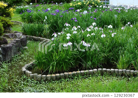 Iris at Suigetsu Park 129230367