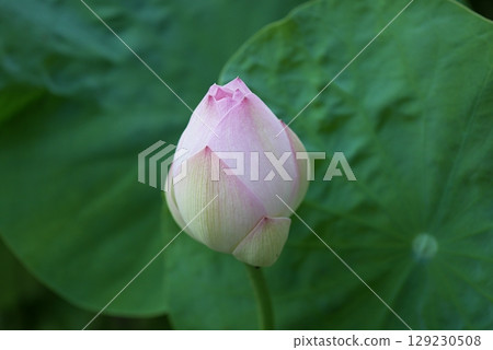 Bowl lotus buds 20250701 129230508