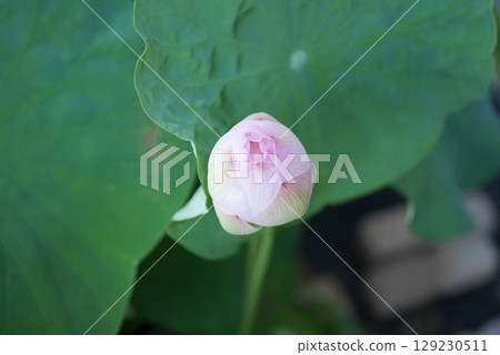 Bowl lotus buds 20250704 129230511