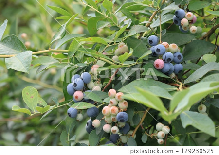 A lot of blueberries growing 129230525