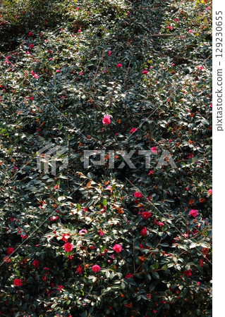 Sasanqua flowers Sasanqua flowers 129230655