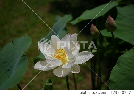 Tea Bowl Lotus Flower 20250701 129230767