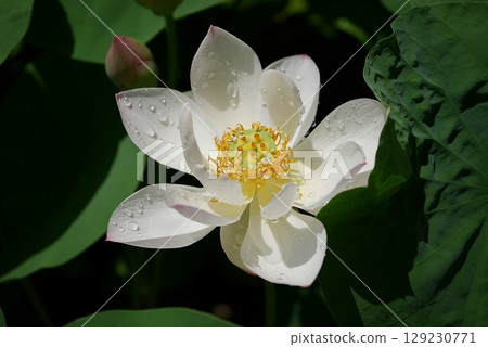茶碗蓮花 20250705 茶碗蓮花 20250705 129230771