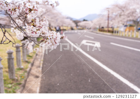 Spring in Hokusei Central Park, known as the Cherry Blossom Forest, Yokkaichi City, Mie Prefecture Spring in Hokusei Central Park, known as the Cherry Blossom Forest, Yokkaichi City, Mie Prefecture 129231127