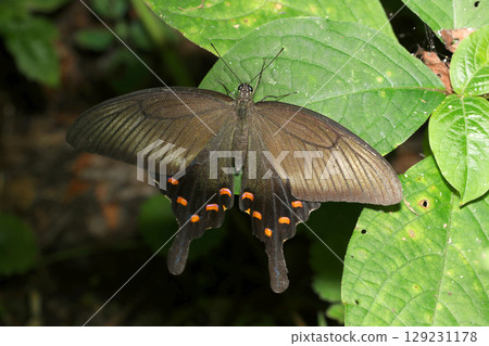 A beautiful female adult swallowtail butterfly takes refuge in the shade of a tree to avoid the intense heat of summer (outdoor field insect macro photography) A beautiful female adult swallowtail butterfly takes refuge in the shade of a tree to avoid the intense heat of summer (outdoor field insect macro photography) 129231178