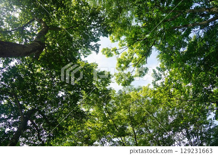 Sky looked up from the forest 129231663