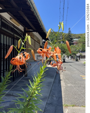 Tiger lily flower path 129231664