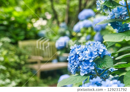 Blue hydrangea 129231792