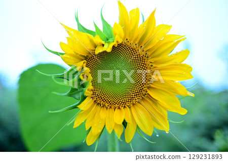 在初夏的向日葵 在初夏的向日葵 129231893