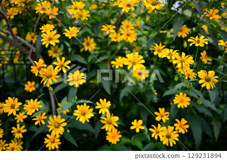 Jerusalem artichoke in early summer 129231894