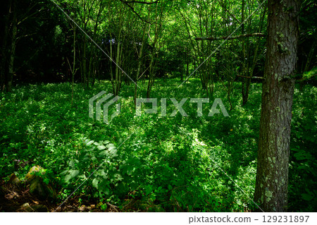 陽光照射下的日本森林灌木 129231897