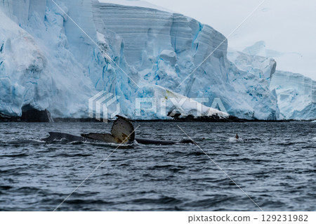 Tail of a humpback whale in the Antarctic 129231982