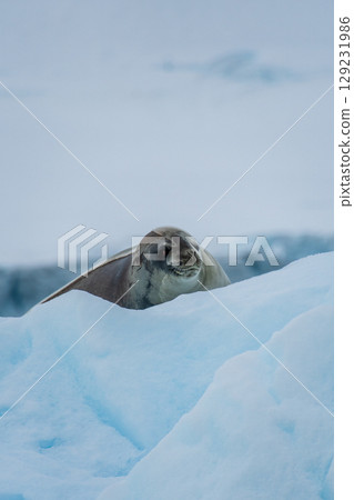 Close-up of a Weddell seal 129231986