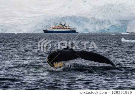 Tail of a humpback whale in the Antarctic Tail of a humpback whale in the Antarctic 129231989