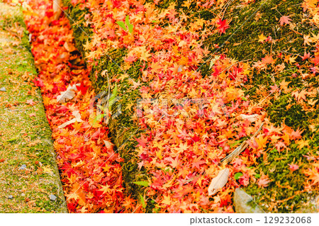 Autumn leaves fallen leaves 129232068
