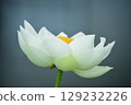 White Lotus Flower 129232226