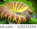 Rotten lotus leaf 129232264