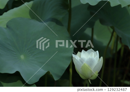 Early morning lotus close-up Early morning lotus close-up 129232487