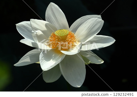 清晨蓮花特寫 清晨蓮花特寫 129232491