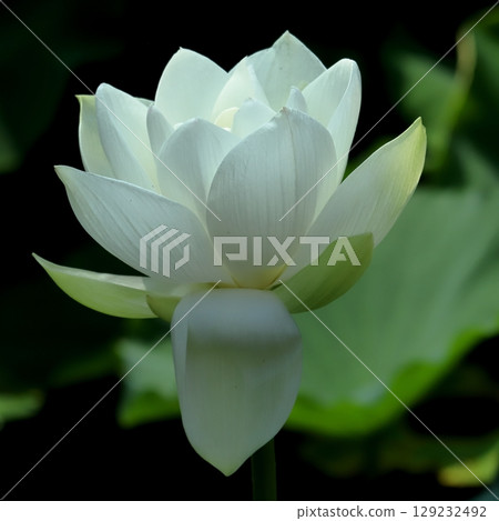 清晨蓮花特寫 129232492