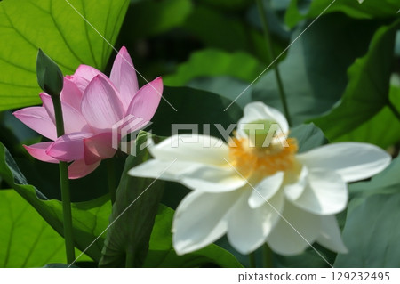 Early morning lotus close-up 129232495