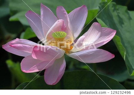 清晨蓮花特寫 129232496