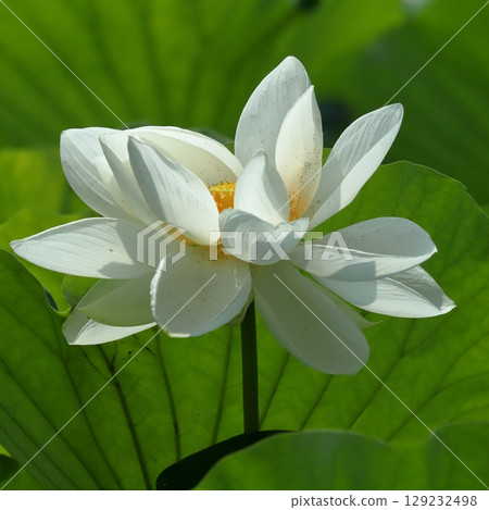 清晨蓮花特寫 129232498