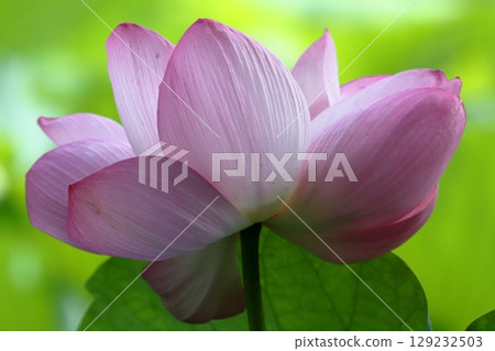 清晨蓮花特寫 129232503