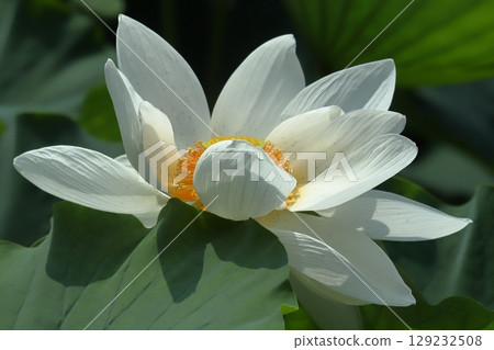 清晨蓮花特寫 清晨蓮花特寫 129232508