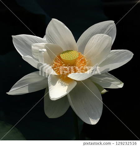 清晨蓮花特寫 清晨蓮花特寫 129232516