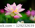 Beautiful pink lotus flower 129232639