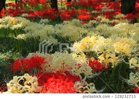 Red and white spider lilies growing in clusters in the shade Red and white spider lilies growing in clusters in the shade 129232713