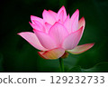 Pink lotus flower emerges from a black background 129232733