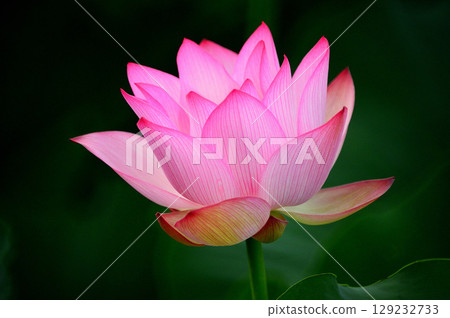 Pink lotus flower emerges from a black background 129232733