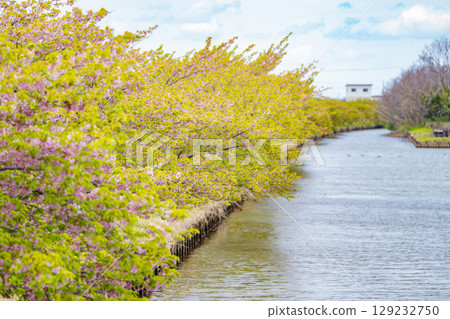 Kasamatsu Kawazu Cherry Blossom Road, Matsusaka City, Mie Prefecture Kasamatsu Kawazu Cherry Blossom Road, Matsusaka City, Mie Prefecture 129232750