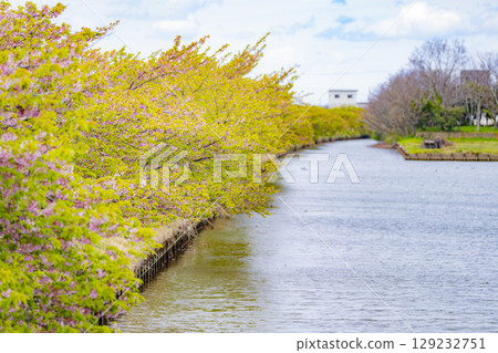 三重縣松阪市笠松河津櫻花路 129232751