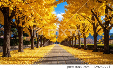 Autumn scenery of rows of golden ginkgo trees 129232771