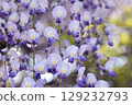 Wisteria flowers (Mino Takehana Betsuin Temple Wisteria Festival) Wisteria flowers (Mino Takehana Betsuin Temple Wisteria Festival) 129232793
