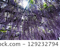 Wisteria trellis at Takehana Betsuin Temple's Fuji Festival Wisteria trellis at Takehana Betsuin Temple's Fuji Festival 129232794