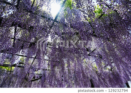 Wisteria trellis at Takehana Betsuin Temple's Fuji Festival Wisteria trellis at Takehana Betsuin Temple's Fuji Festival 129232794
